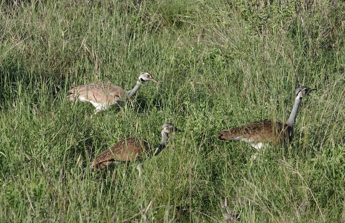 White-bellied Bustard (White-bellied) - Rich Wilkens