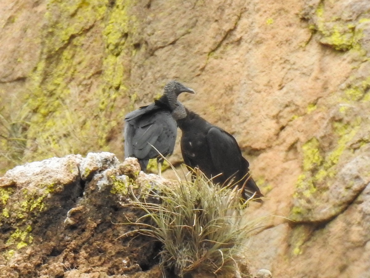 Black Vulture - ML620732334