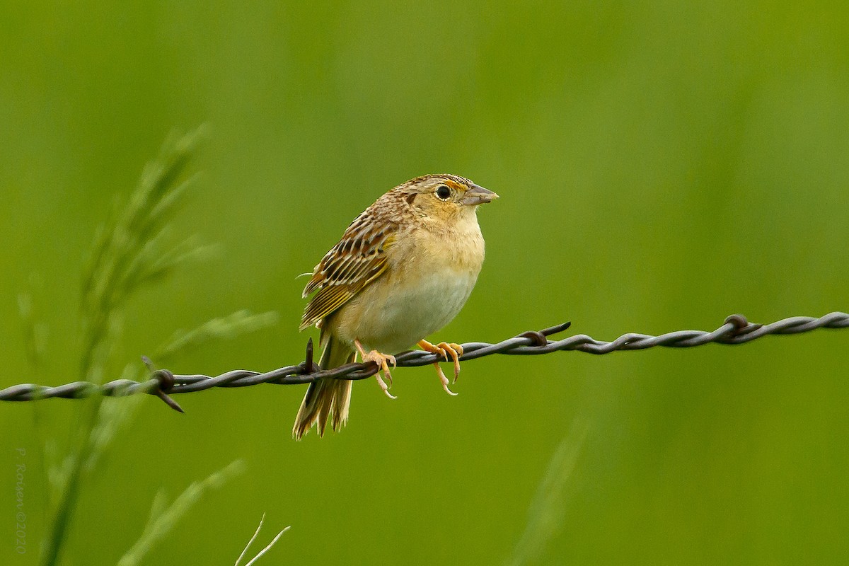 Grasshopper Sparrow - ML620732335