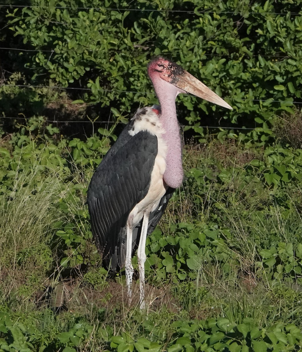 Marabou Stork - Rich Wilkens