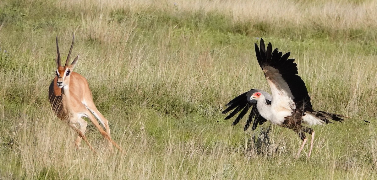 Secretarybird - ML620732339