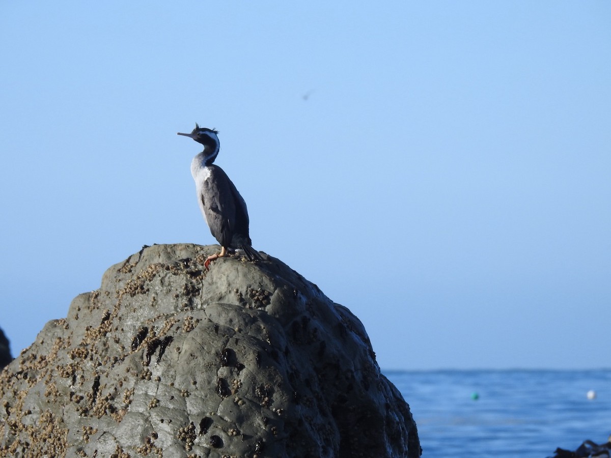 Spotted Shag - ML620732342