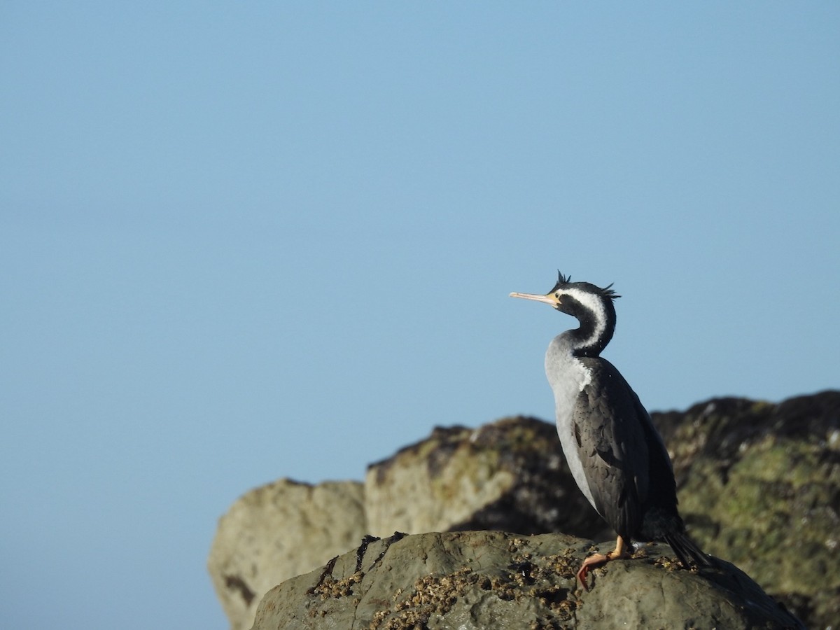 Spotted Shag - ML620732343