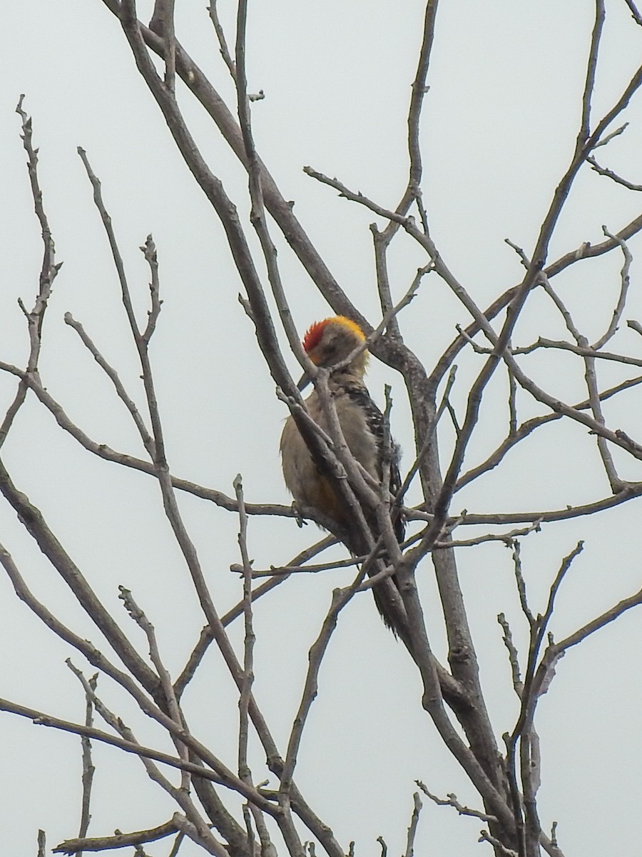 Golden-fronted Woodpecker - ML620732345