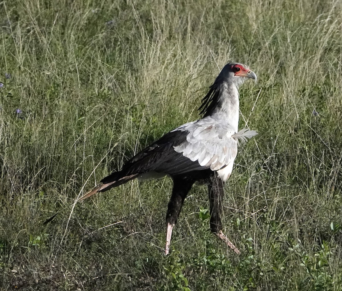 Secretarybird - ML620732347