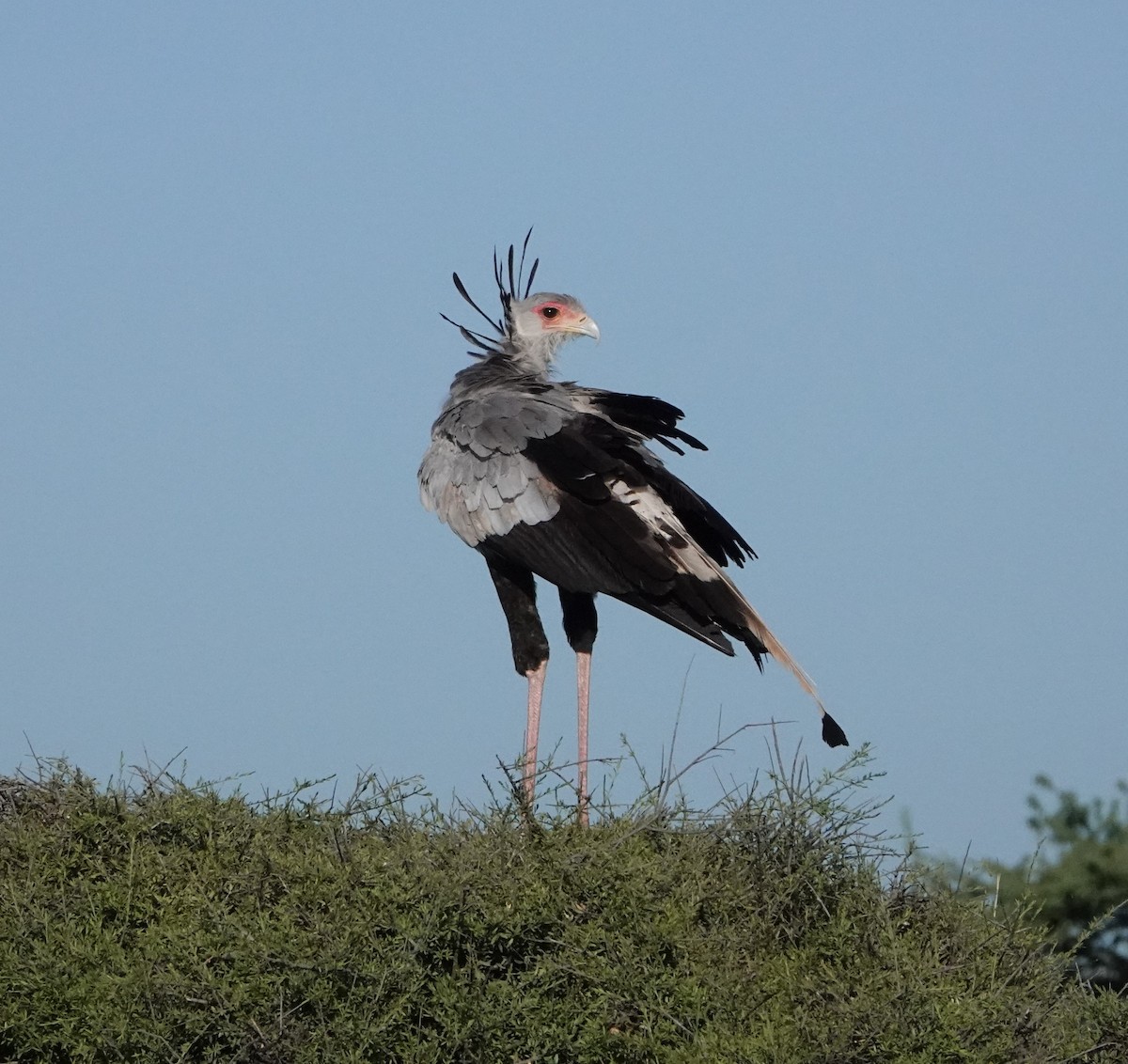 Secretarybird - ML620732348