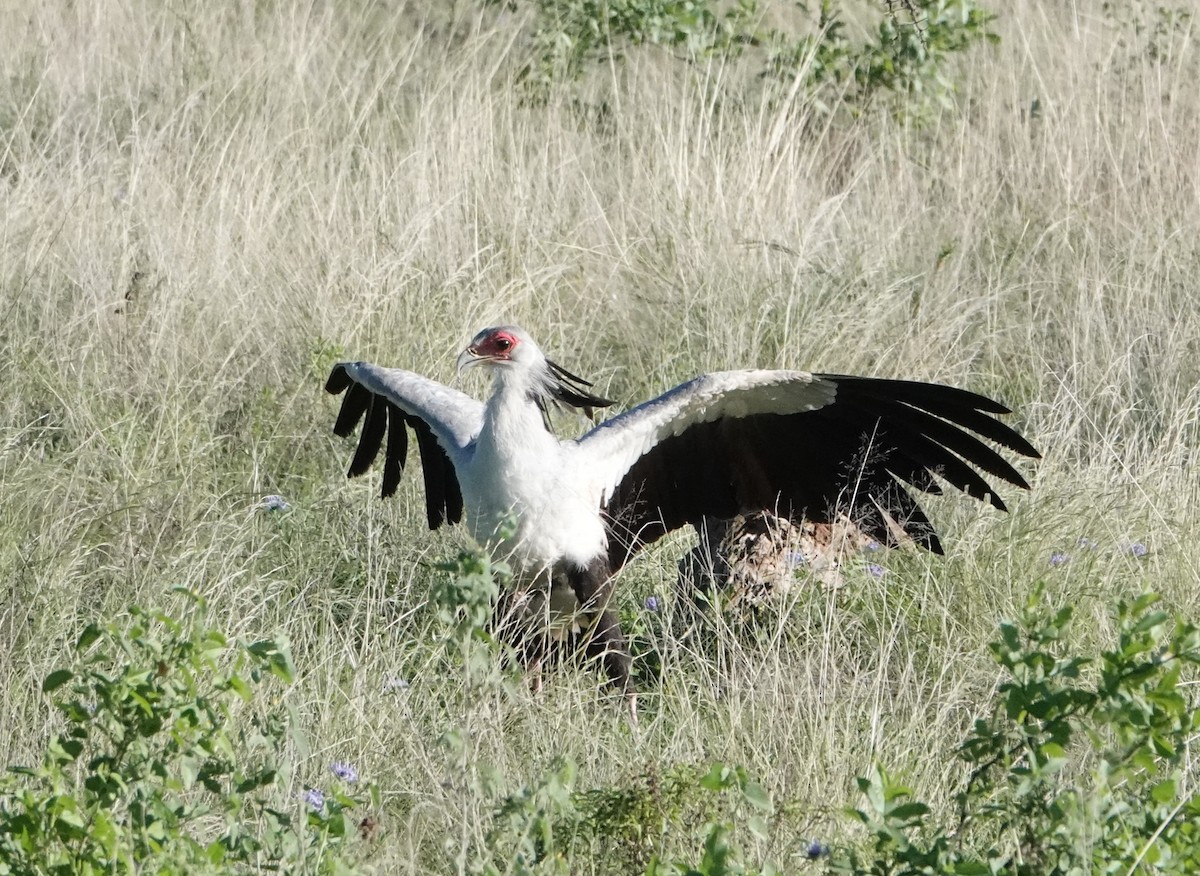 Secretarybird - ML620732350