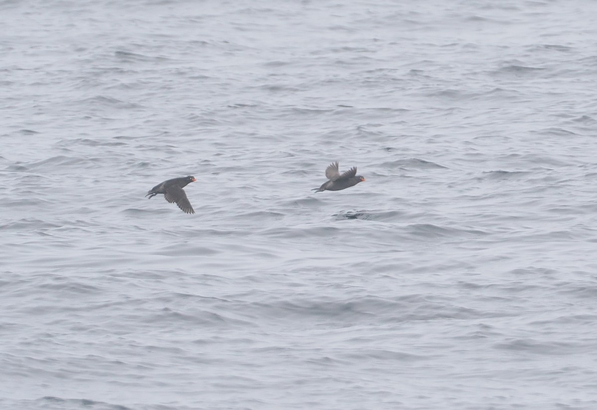 Crested Auklet - ML620732351