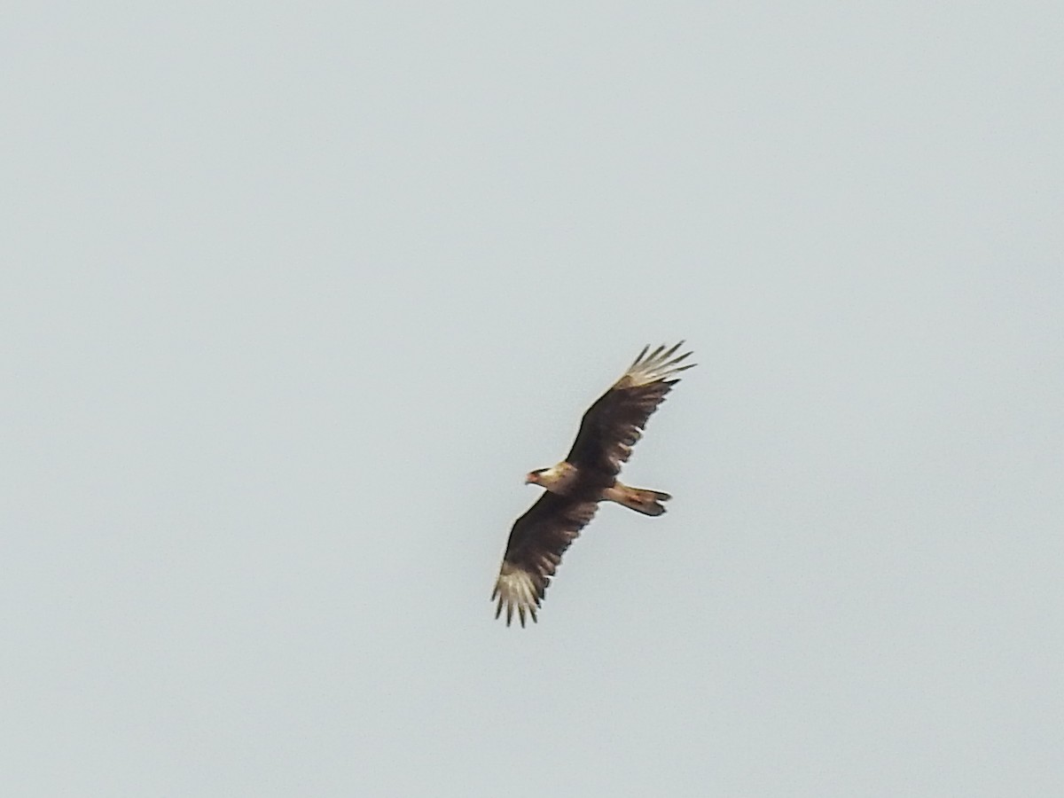 Crested Caracara - ML620732352