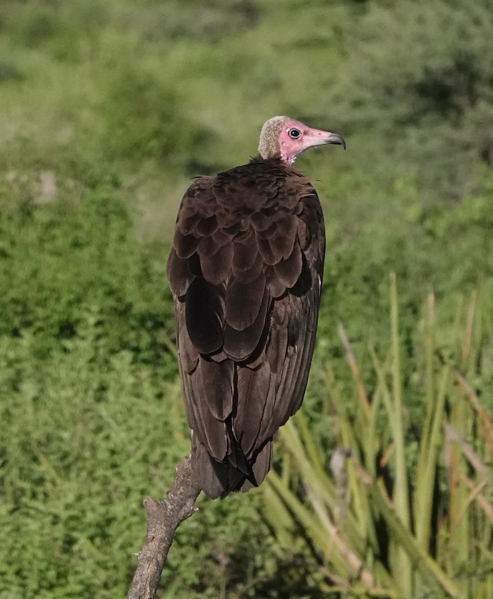 Hooded Vulture - ML620732353