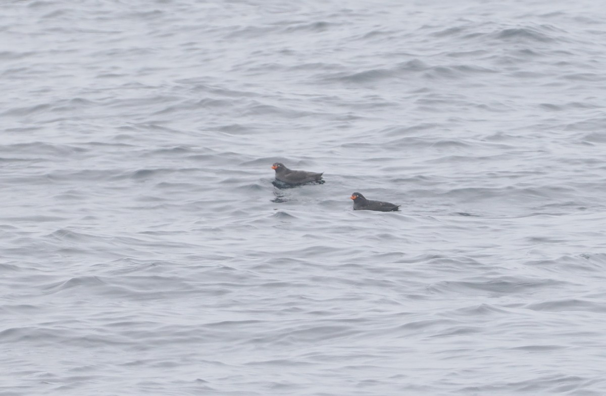 Crested Auklet - ML620732355
