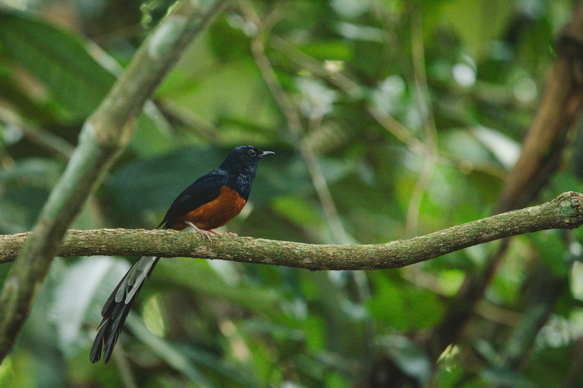 White-rumped Shama - ML620732356