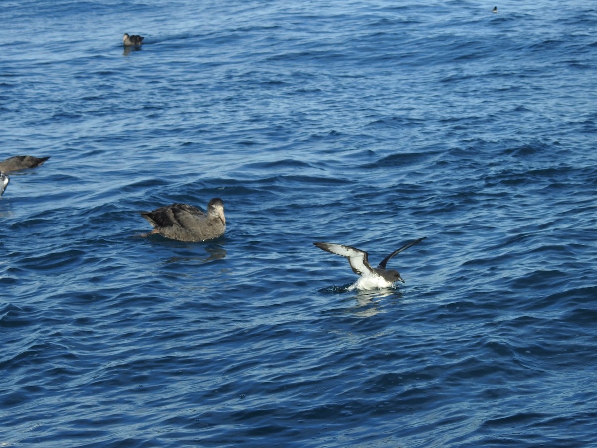 Northern Giant-Petrel - ML620732359