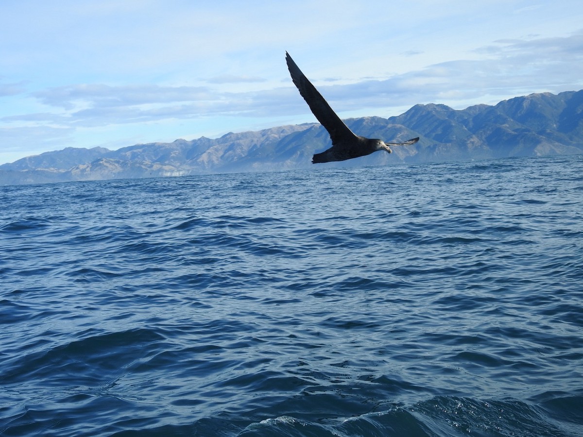 Northern Giant-Petrel - ML620732361