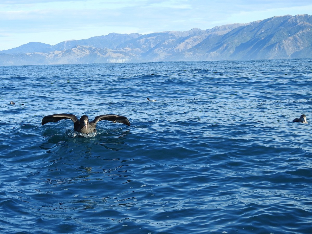 Northern Giant-Petrel - ML620732362