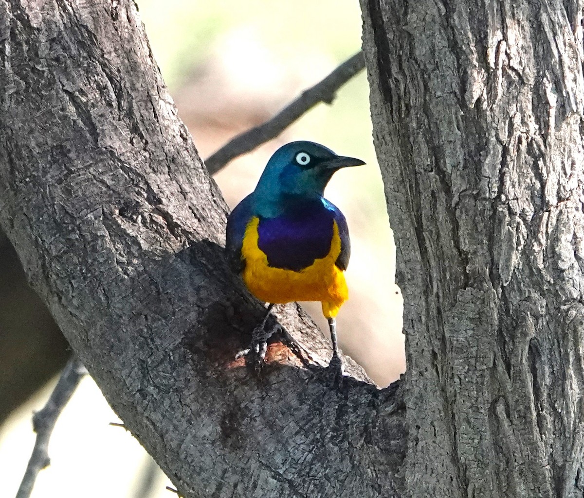 Golden-breasted Starling - ML620732363