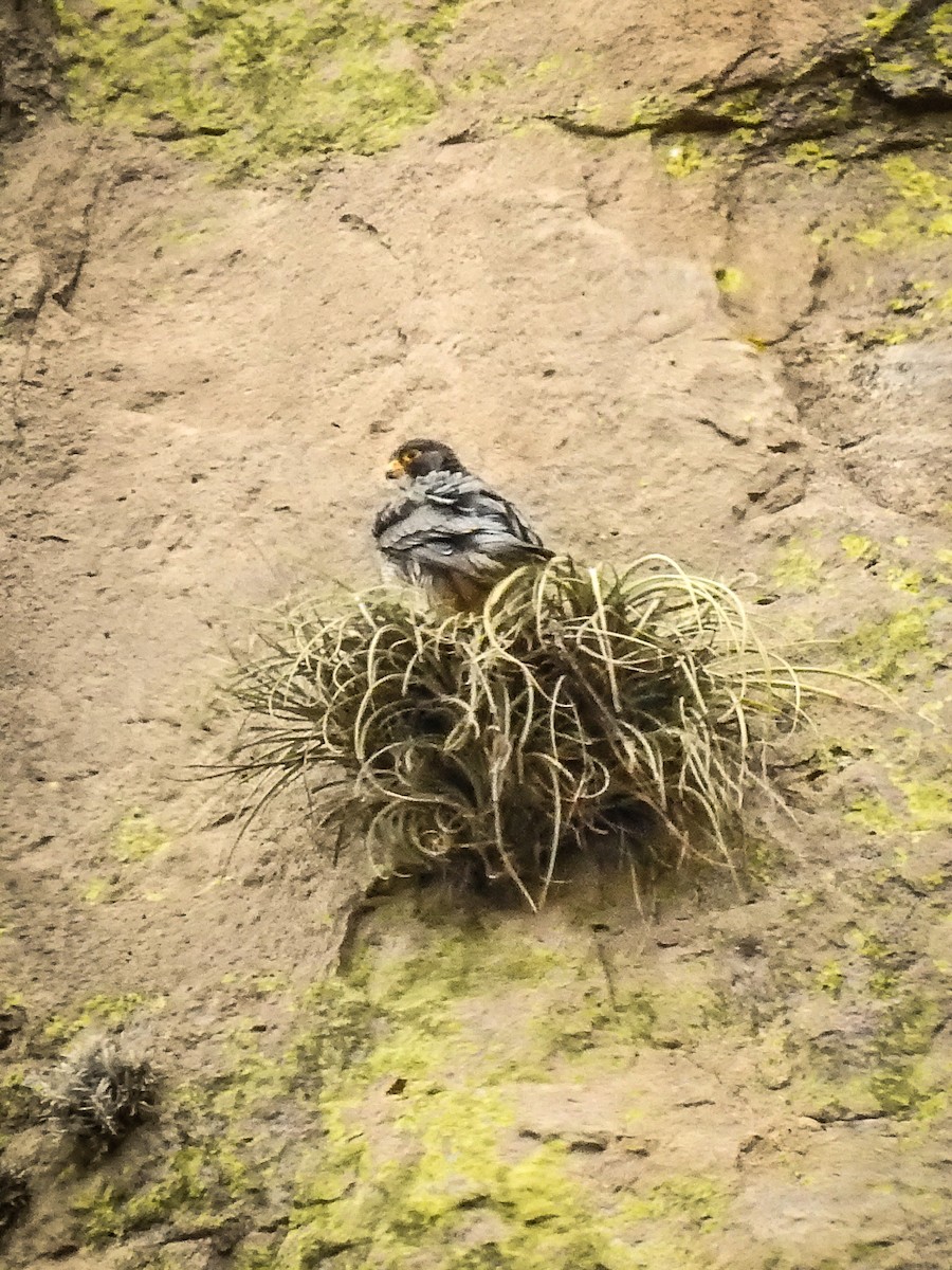 Peregrine Falcon - ML620732366