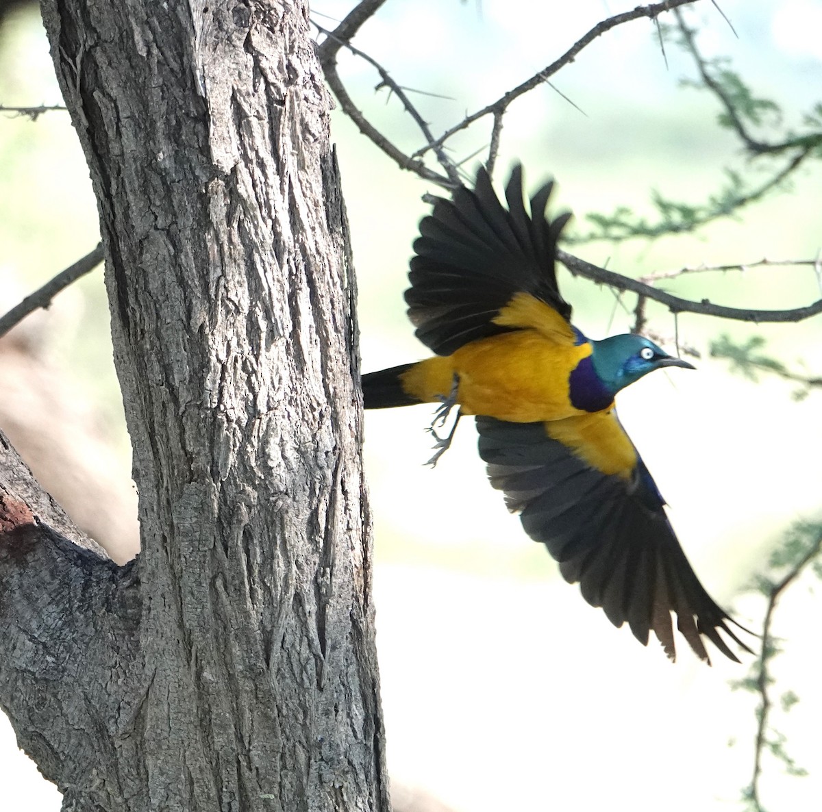Golden-breasted Starling - ML620732368