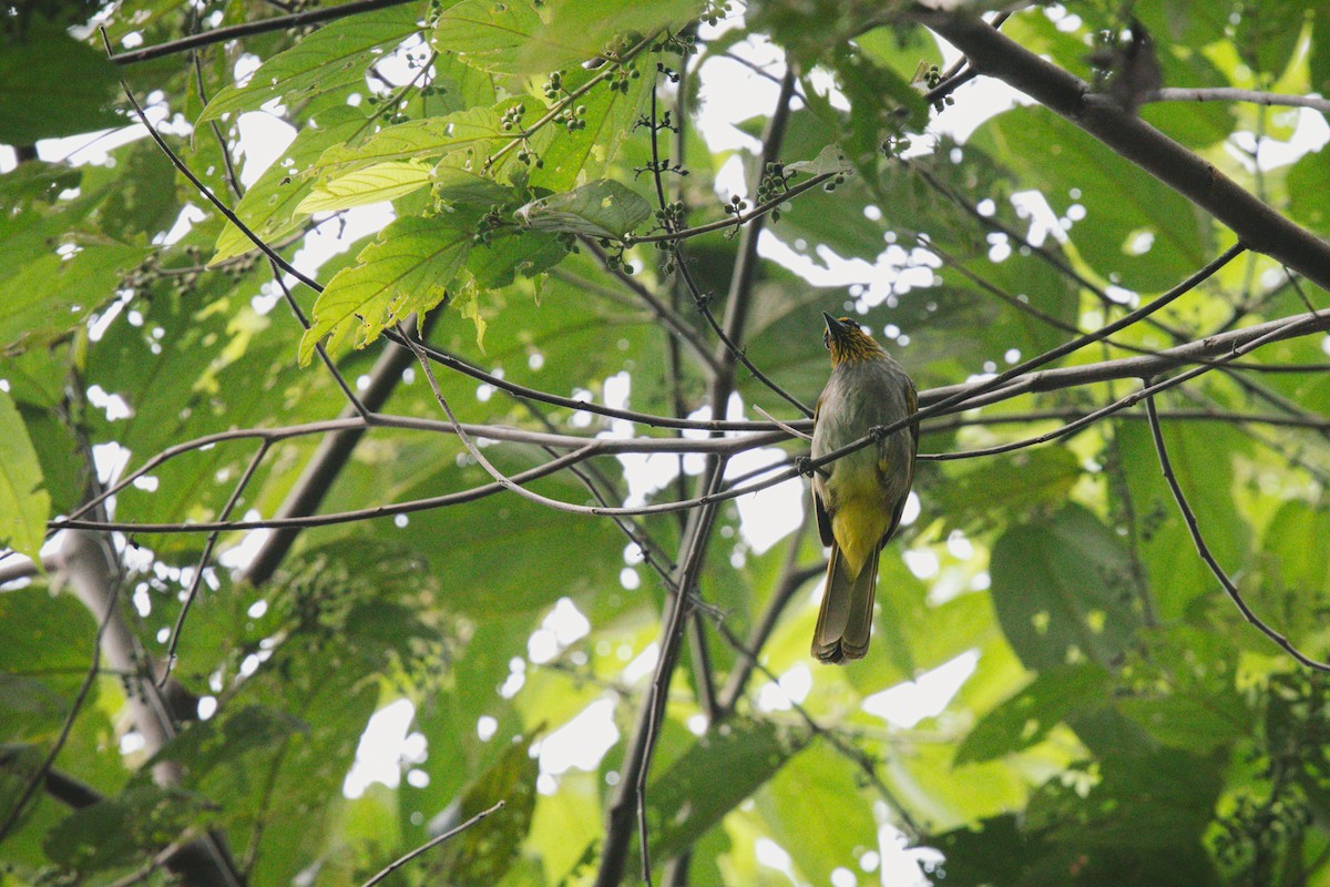 Stripe-throated Bulbul - ML620732370