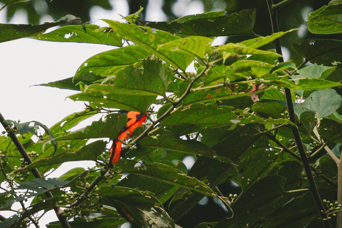 Scarlet Minivet - ML620732382