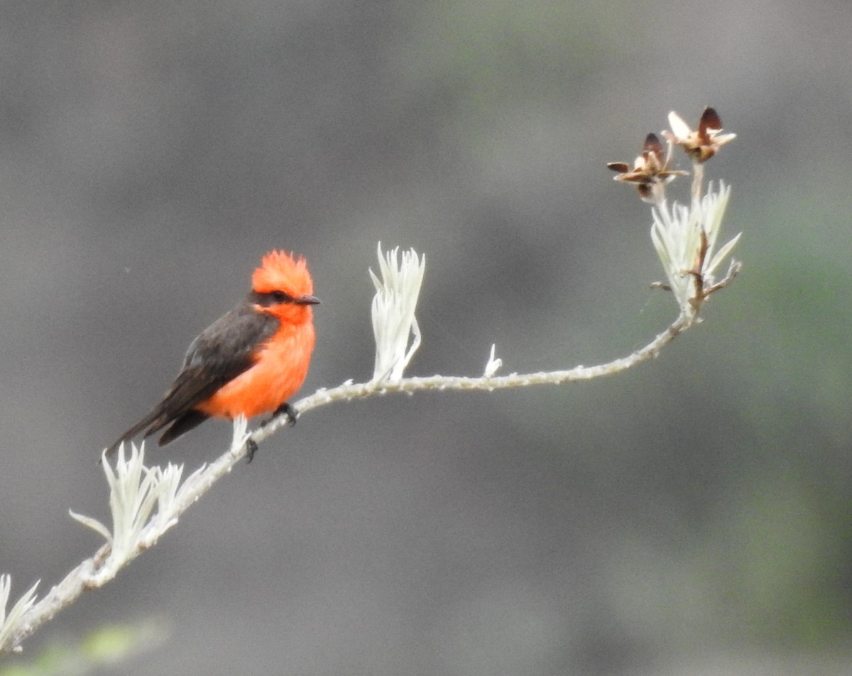 Vermilion Flycatcher - ML620732387