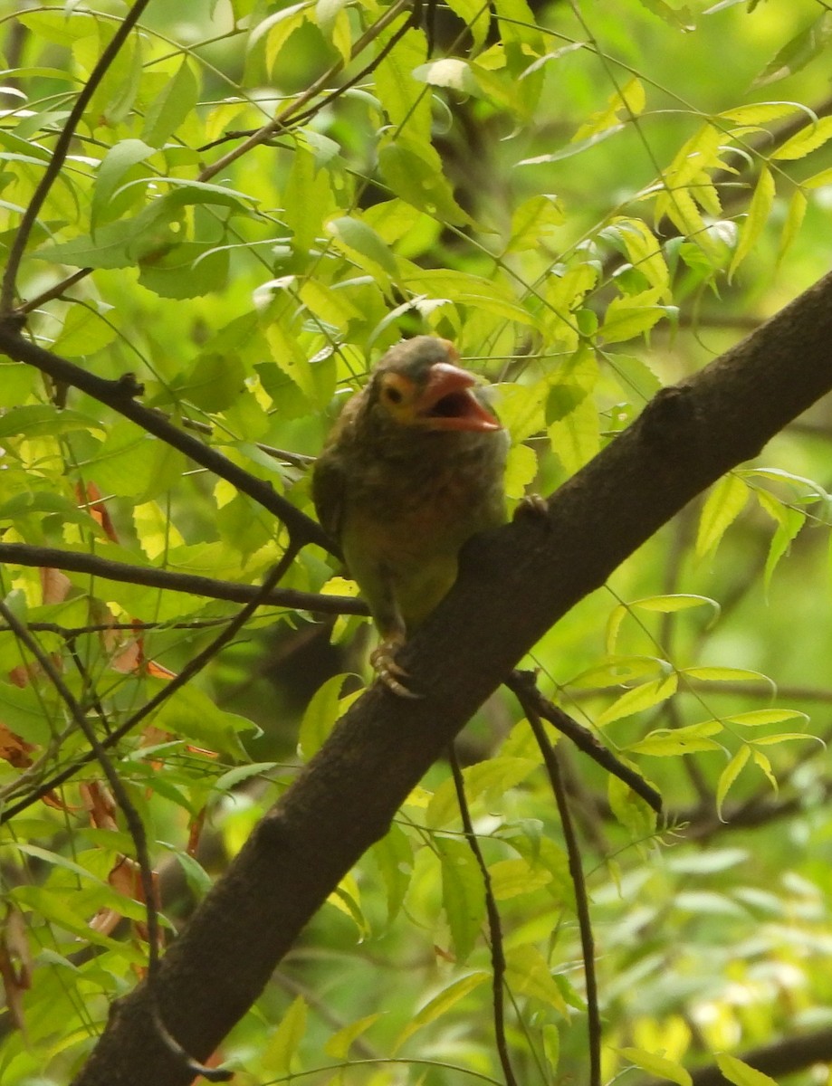 Kahverengi Başlı Barbet - ML620732389