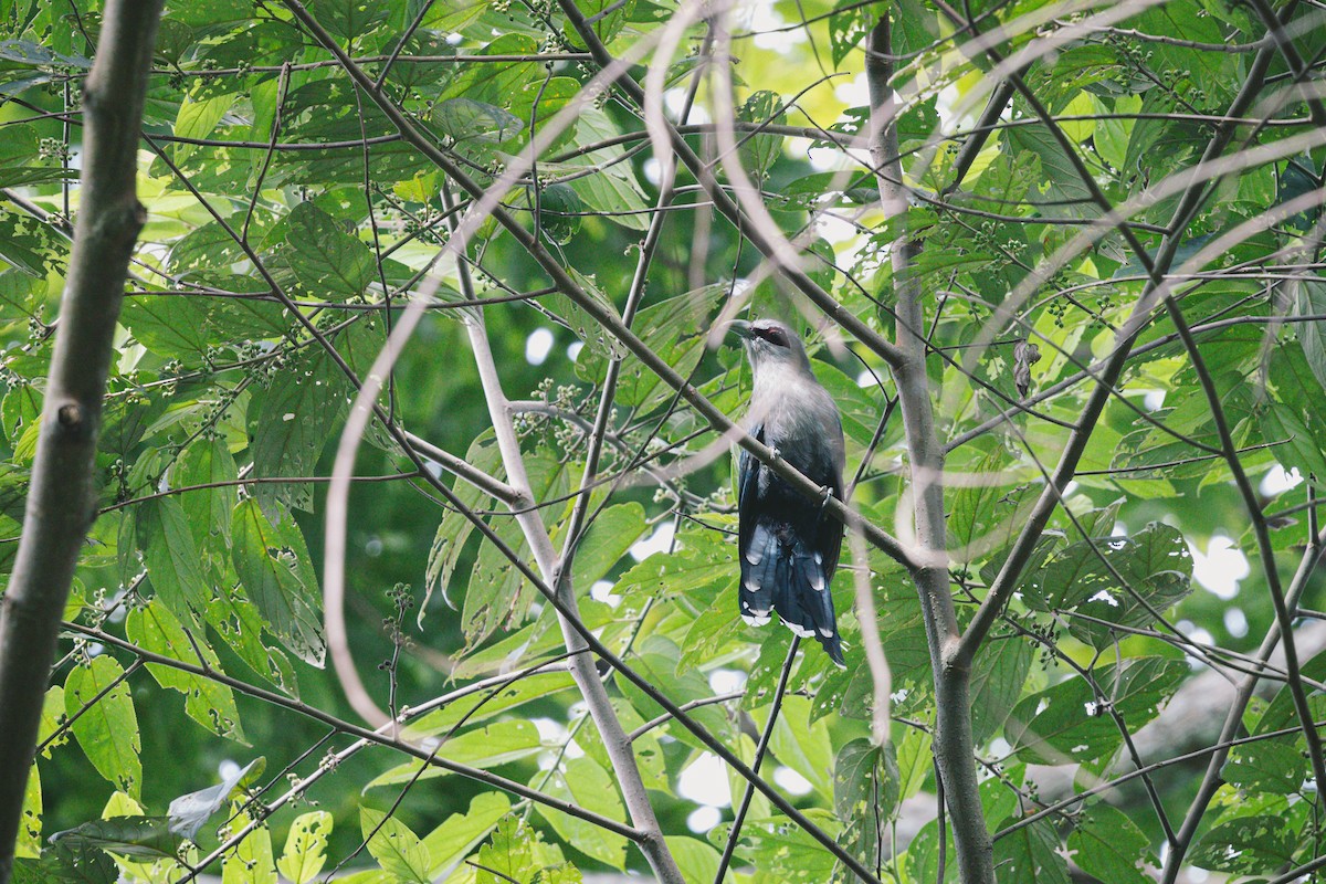 Green-billed Malkoha - ML620732390