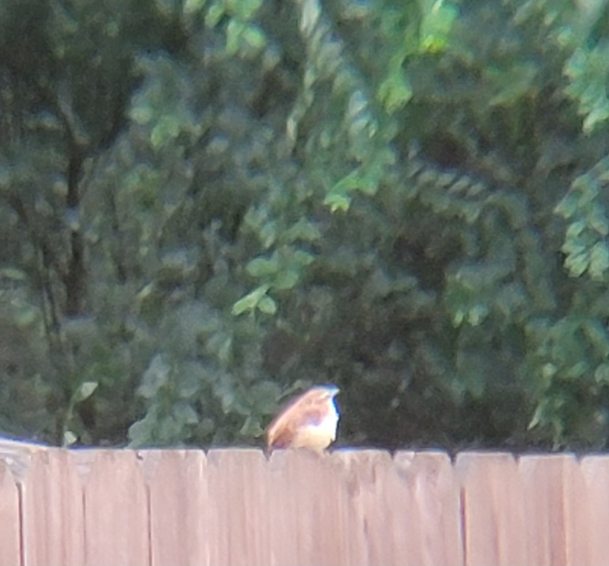 Carolina Wren - ML620732391