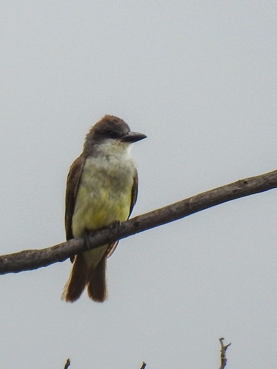 Thick-billed Kingbird - Sergio Castañeda Ramos