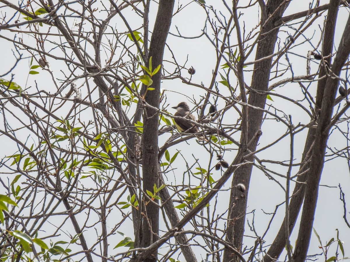 Thick-billed Kingbird - ML620732395