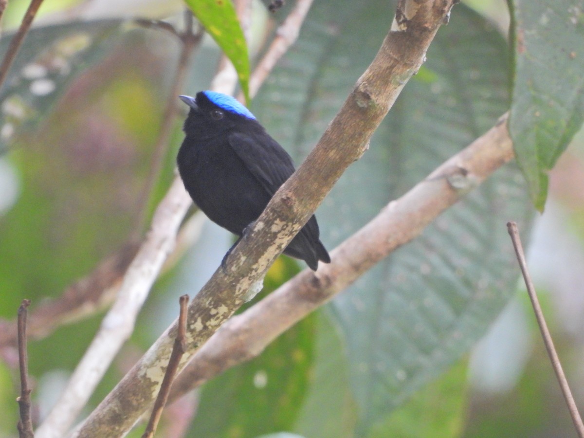 Saltarín Coroniazul (velutina/minuscula) - ML620732398