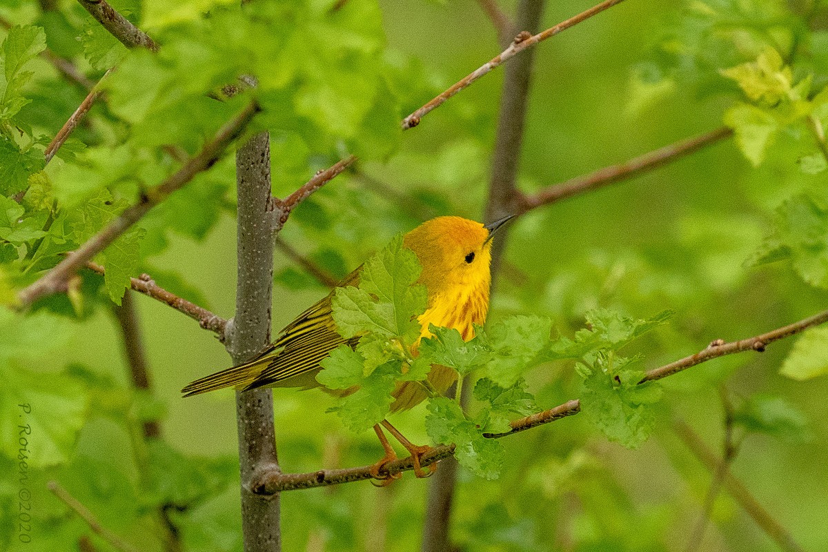 Yellow Warbler - ML620732399