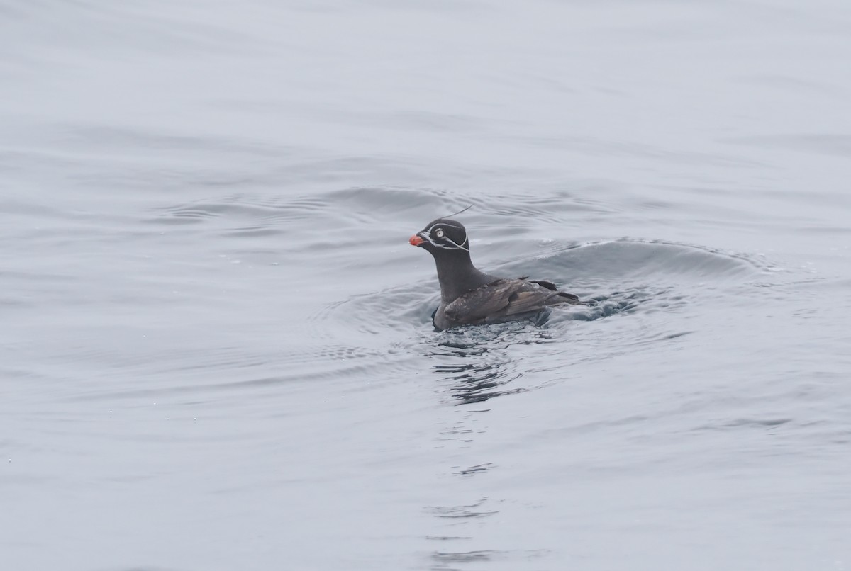 Whiskered Auklet - ML620732405