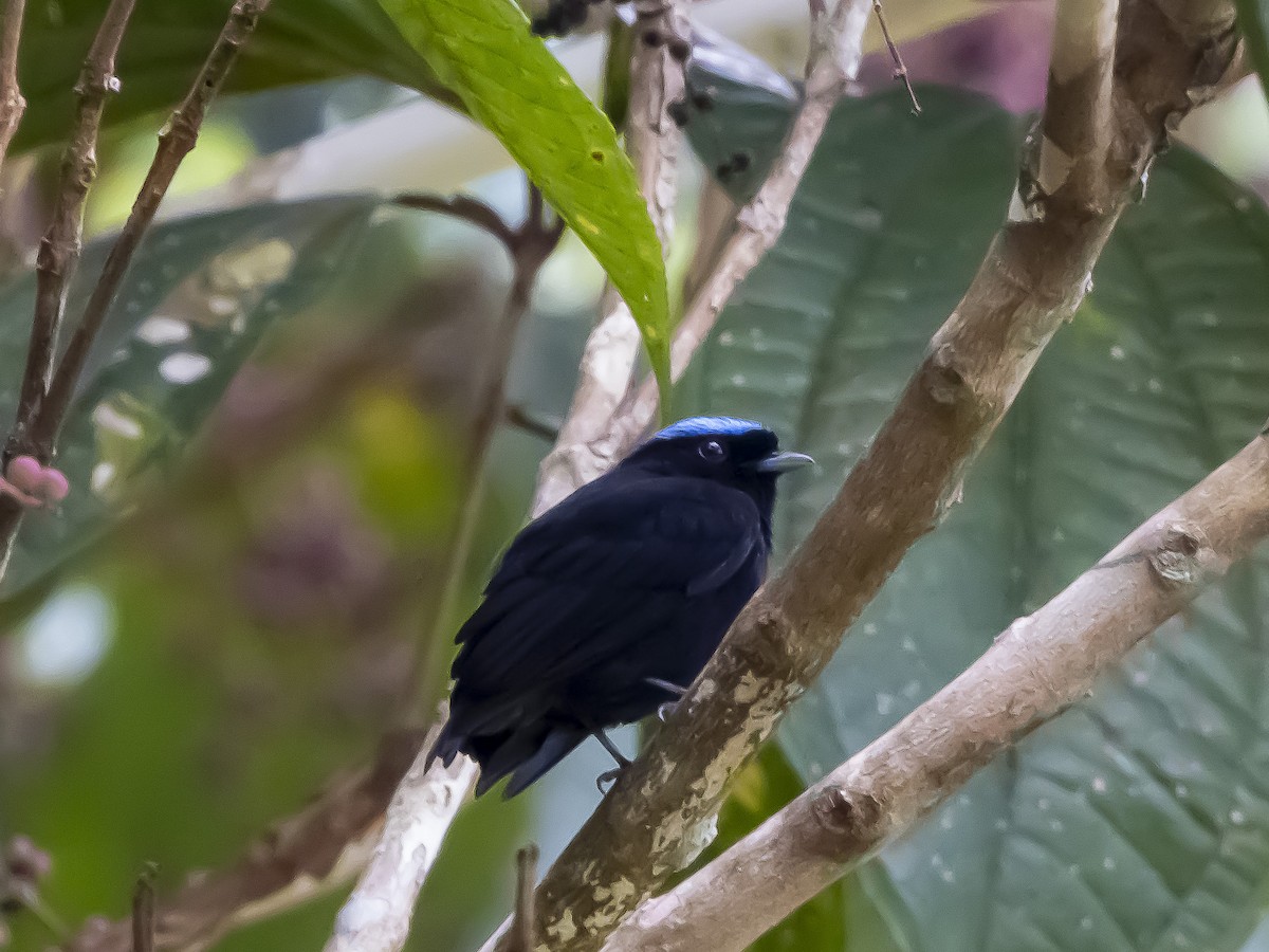 Saltarín Coroniazul (velutina/minuscula) - ML620732410