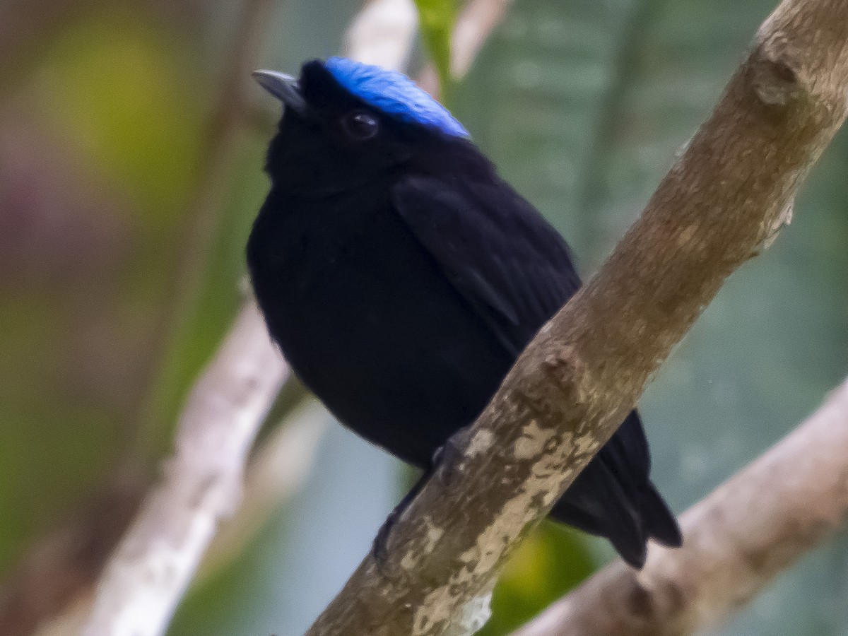 Saltarín Coroniazul (velutina/minuscula) - ML620732411