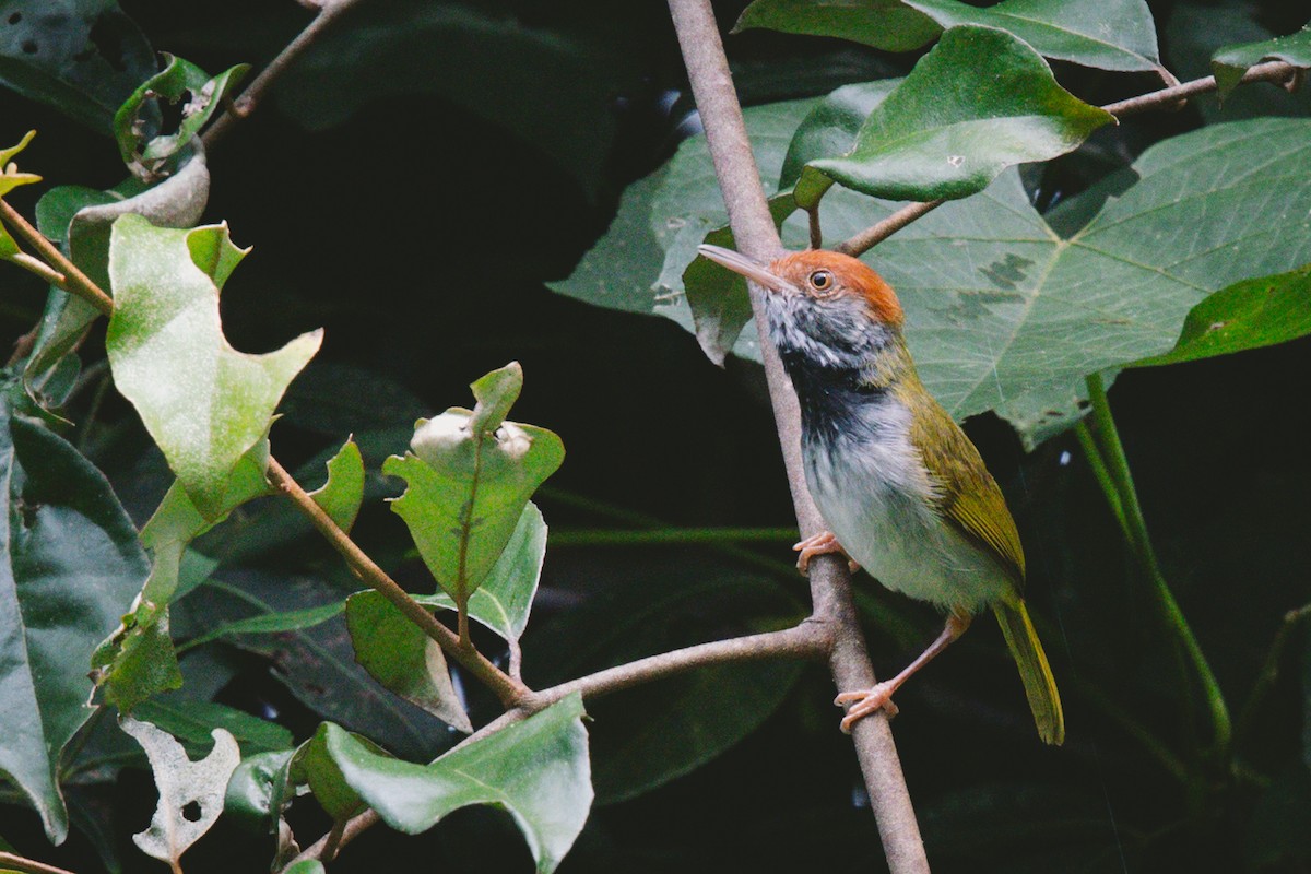 Dunkelkehl-Schneidervogel - ML620732413