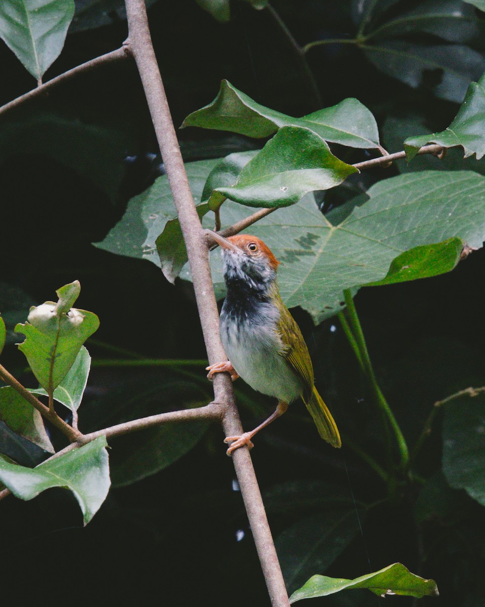 Dark-necked Tailorbird - ML620732414