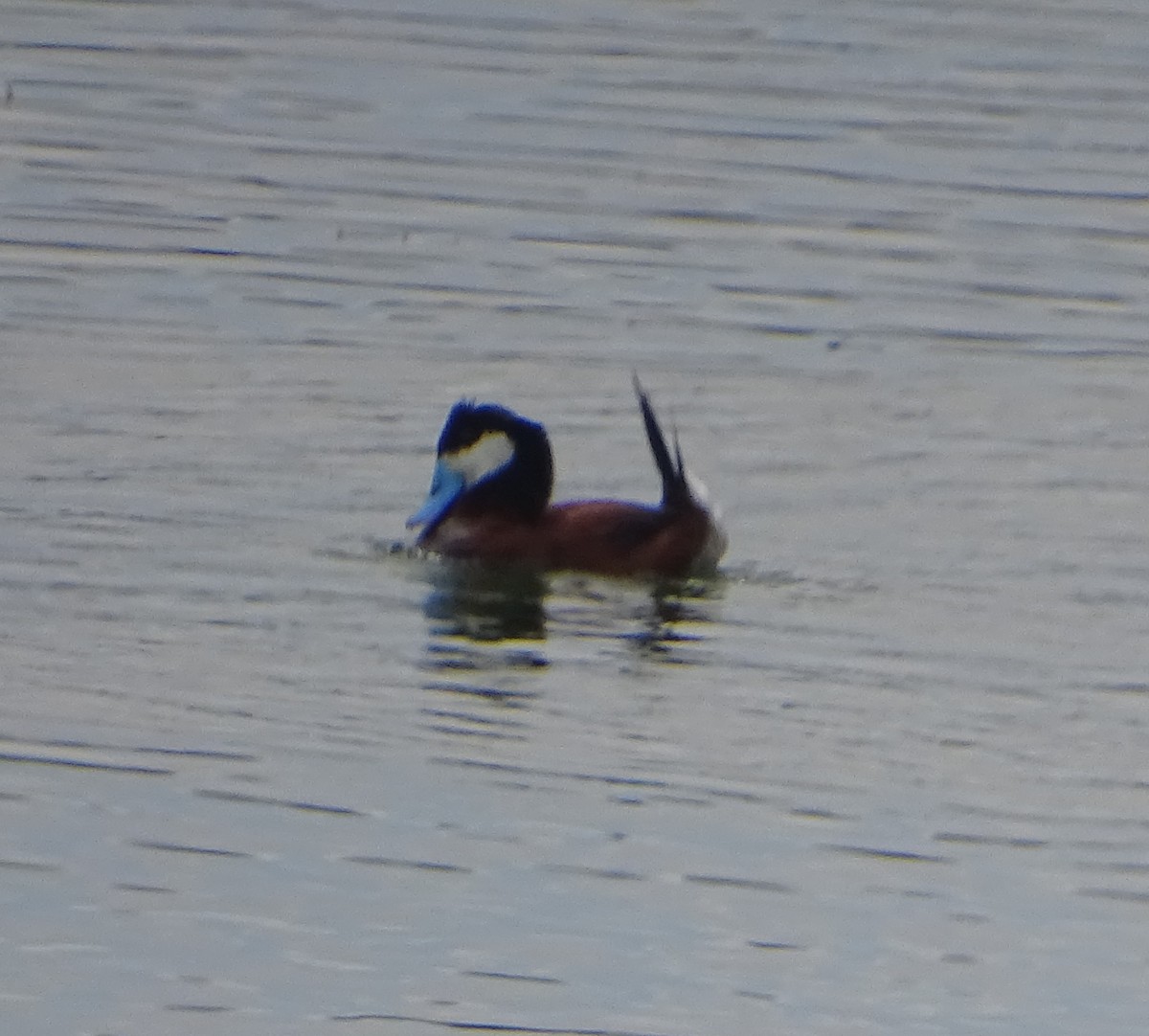 Ruddy Duck - ML620732417