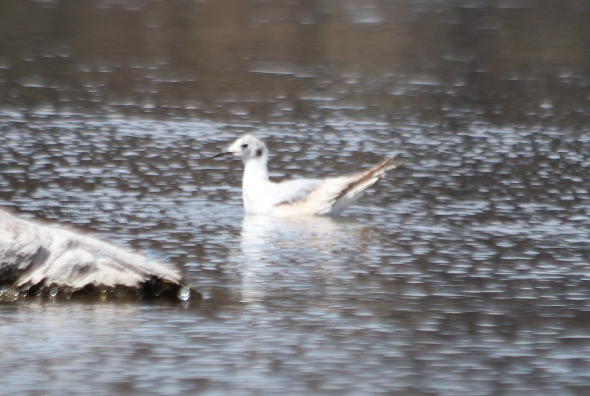 ub. svømmesnipe (Phalaropus sp.) - ML620732418