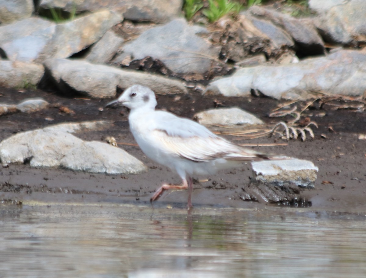 ub. svømmesnipe (Phalaropus sp.) - ML620732419