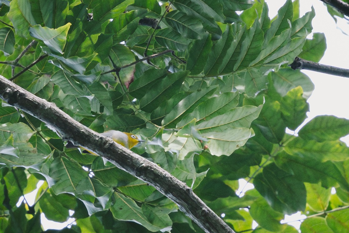 Hume's White-eye - ML620732420