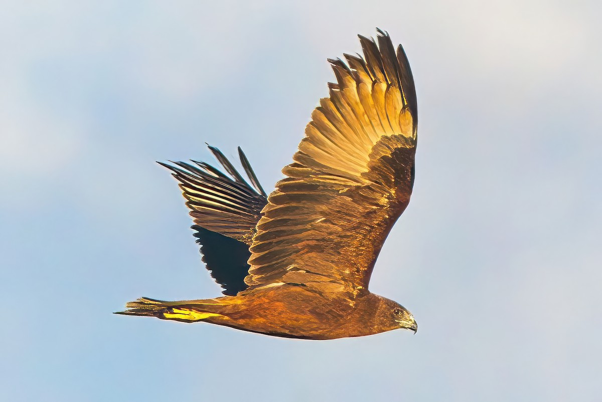 Swamp Harrier - Alfons  Lawen