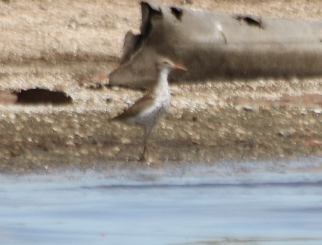 Greater Yellowlegs - ML620732425