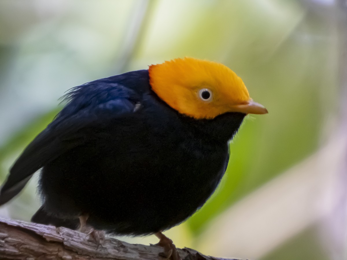 Manakin à tête d'or - ML620732426