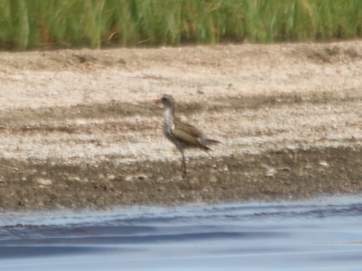 Greater Yellowlegs - ML620732427