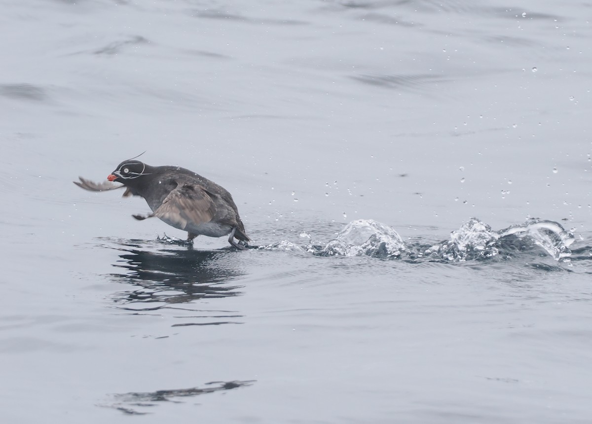 Whiskered Auklet - ML620732428