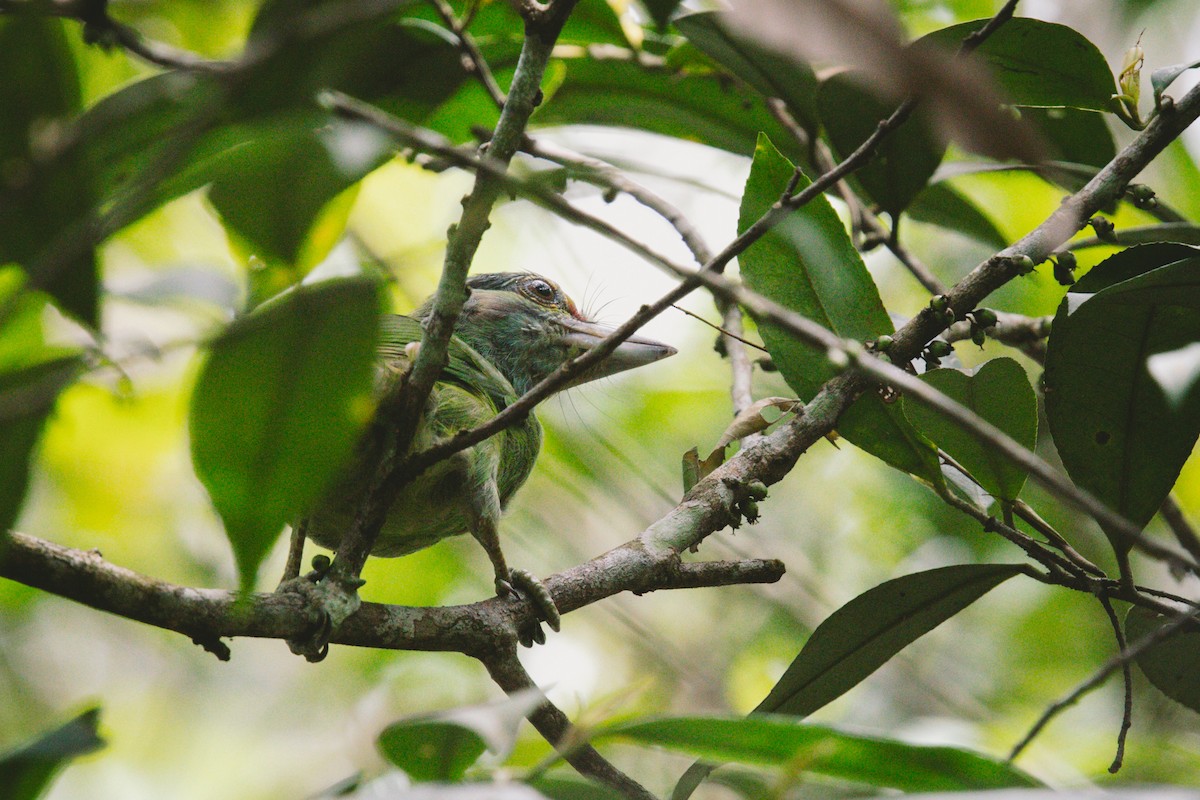 barbet černovousý - ML620732430