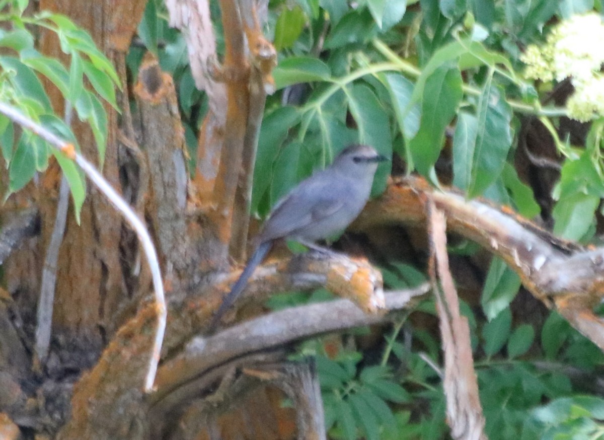 Pájaro Gato Gris - ML620732433