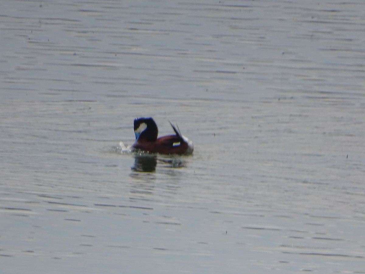 Ruddy Duck - ML620732435