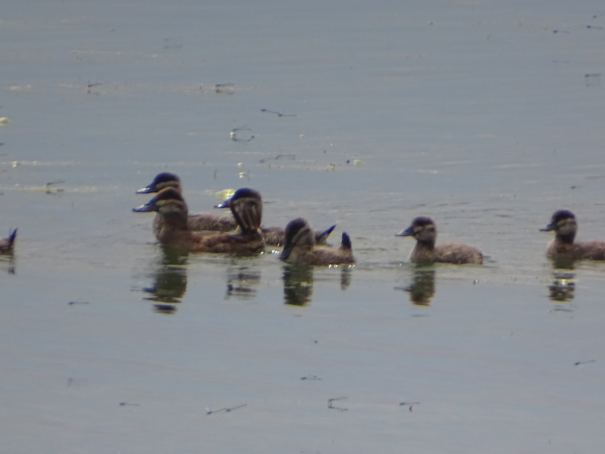 Ruddy Duck - ML620732440